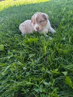 Sapphire , a female Australian Shepherd for sale in Marshfield, WI – 5 of 5