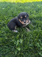 Crystal , a female Australian Shepherd for sale in Marshfield, WI – 3 of 3