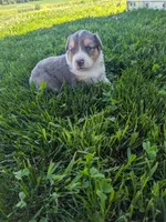 Pearl , a female Australian Shepherd for sale in Marshfield, WI – 4 of 4
