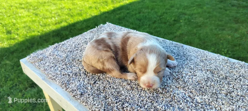 Cappuccino  – Australian Shepherd puppy for sale in Marshfield, WI