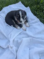Diamond , a female Australian Shepherd for sale in Marshfield, WI – 4 of 4