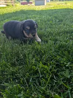 Ruby , a female Australian Shepherd for sale in Marshfield, WI – 2 of 3