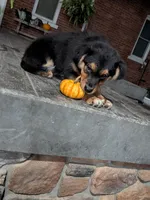Ruby , a female Australian Shepherd for sale in Marshfield, WI – 1 of 5