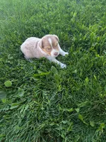 Sapphire , a female Australian Shepherd for sale in Marshfield, WI – 1 of 5