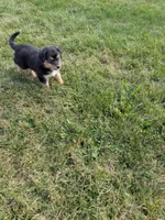 Ruby , a female Australian Shepherd for sale in Marshfield, WI – 10 of 10