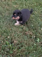 Ruby , a female Australian Shepherd for sale in Marshfield, WI – 8 of 10