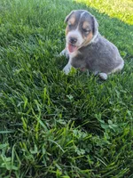 Pearl , a female Australian Shepherd for sale in Marshfield, WI – 3 of 4