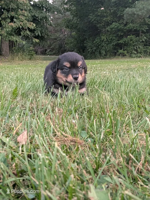 Ruby  – Australian Shepherd puppy for sale in Marshfield, WI
