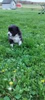 Tuxedo , a male Australian Shepherd for sale in Marshfield, WI – 2 of 6