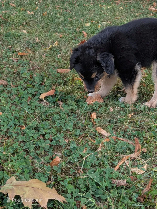 Ruby  – Australian Shepherd puppy for sale in Marshfield, WI