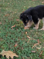 Ruby , a female Australian Shepherd for sale in Marshfield, WI – 1 of 10