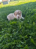 Sapphire , a female Australian Shepherd for sale in Marshfield, WI – 3 of 5