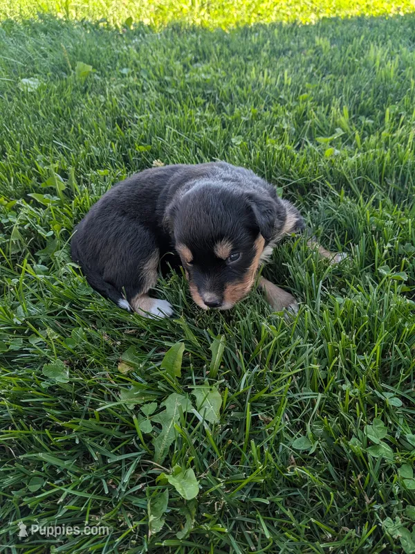 Crystal  – Australian Shepherd puppy for sale in Marshfield, WI