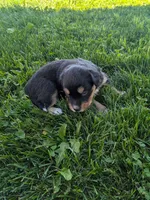 Crystal , a female Australian Shepherd for sale in Marshfield, WI – 1 of 3
