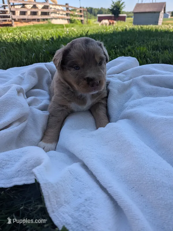 Gem – Australian Shepherd puppy for sale in Marshfield, WI