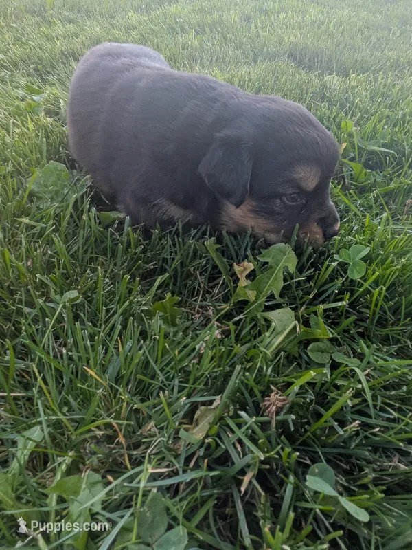 Ruby  – Australian Shepherd puppy for sale in Marshfield, WI