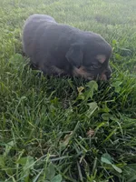 Ruby , a female Australian Shepherd for sale in Marshfield, WI – 1 of 3
