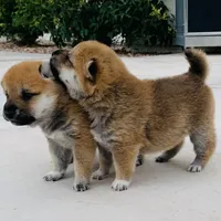 processed/9fa8de89-4738-407b-b3b0-f3ca2f833365/facility/1b982e13-4cfd-4c8c-b795-f19e485ff9a2