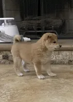 Akc Annie, a female Shiba Inu for sale in Las Vegas, NV – Photo 6 of 9