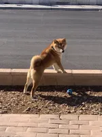 Akc Annie, a female Shiba Inu for sale in Las Vegas, NV – Photo 8 of 9