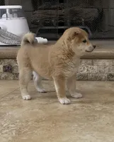 Akc Annie, a female Shiba Inu for sale in Las Vegas, NV – Photo 3 of 9