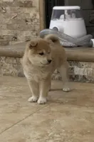 Akc Annie, a female Shiba Inu for sale in Las Vegas, NV – Photo 4 of 9