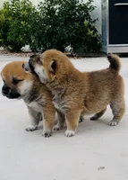 Akc Hannah, a female Shiba Inu for sale in Las Vegas, NV – 3 of 10