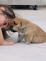 Akc Hannah, a female Shiba Inu for sale in Las Vegas, NV – 5 of 10