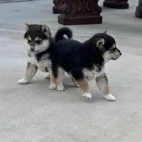 Akc Max, a male Shiba Inu for sale in Las Vegas, NV – Photo 7 of 10