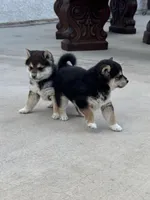 Akc Max, a male Shiba Inu for sale in Las Vegas, NV – Photo 7 of 10