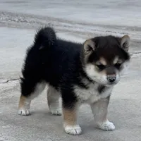 Akc Max, a male Shiba Inu for sale in Las Vegas, NV – Photo 6 of 10