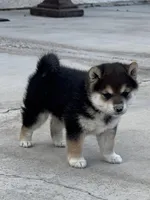 Akc Max, a male Shiba Inu for sale in Las Vegas, NV – Photo 6 of 10