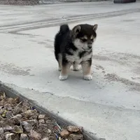 Akc Max, a male Shiba Inu for sale in Las Vegas, NV – Photo 9 of 10