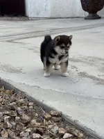 Akc Max, a male Shiba Inu for sale in Las Vegas, NV – Photo 9 of 10