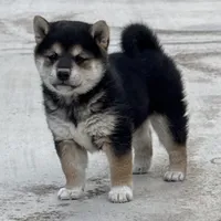 Akc Max, a male Shiba Inu for sale in Las Vegas, NV – Photo 3 of 10