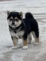 Akc Max, a male Shiba Inu for sale in Las Vegas, NV – Photo 3 of 10