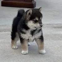 Akc Max, a male Shiba Inu for sale in Las Vegas, NV – Photo 1 of 10