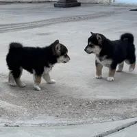 Akc Max, a male Shiba Inu for sale in Las Vegas, NV – Photo 5 of 10