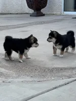 Akc Max, a male Shiba Inu for sale in Las Vegas, NV – Photo 5 of 10