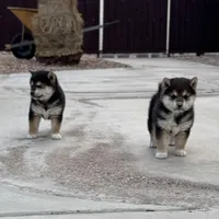 Akc Max, a male Shiba Inu for sale in Las Vegas, NV – Photo 8 of 10