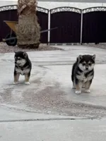 Akc Max, a male Shiba Inu for sale in Las Vegas, NV – Photo 8 of 10