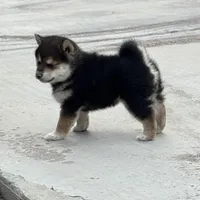 Akc Max, a male Shiba Inu for sale in Las Vegas, NV – Photo 4 of 10