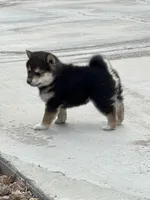 Akc Max, a male Shiba Inu for sale in Las Vegas, NV – Photo 4 of 10