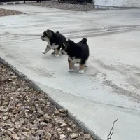 Akc Max, a male Shiba Inu for sale in Las Vegas, NV – Photo 10 of 10