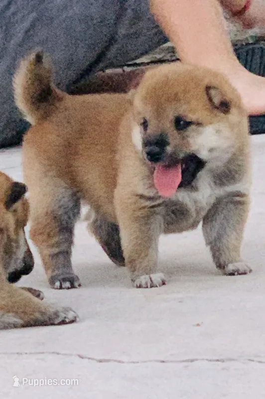Akc Hannah – Shiba Inu puppy for sale in Las Vegas, NV