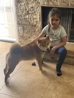 Akc Hachi, a female Shiba Inu for sale in Las Vegas, NV – Photo 4 of 5