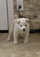 Akc Hachi, a female Shiba Inu for sale in Las Vegas, NV – Photo 2 of 5