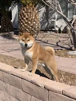 Akc Hachi, a female Shiba Inu for sale in Las Vegas, NV – Photo 5 of 5
