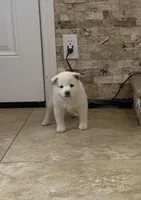 Akc Hachi, a female Shiba Inu for sale in Las Vegas, NV – Photo 1 of 5