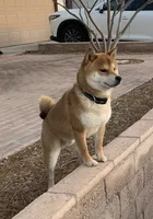 Akc Hannah, a female Shiba Inu for sale in Las Vegas, NV – 8 of 10